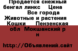 Продается снежный бенгал(линкс) › Цена ­ 25 000 - Все города Животные и растения » Кошки   . Пензенская обл.,Мокшанский р-н